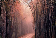 开云体育APP下载-维也纳森林的叹息：奥地利队折戟小组赛，十字路口的绿茵悲歌